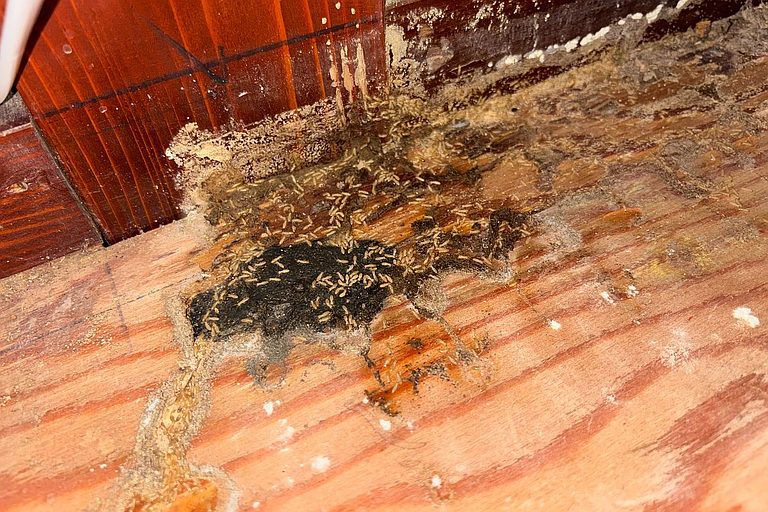 床下の木部に群がるシロアリと、食害によって黒く変色した木材